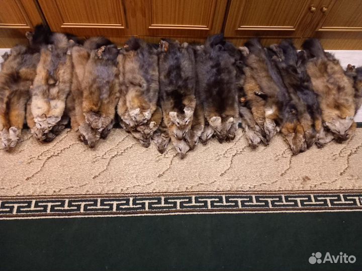 Шкуры соболя