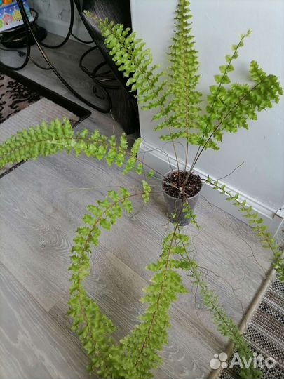 Папоротник