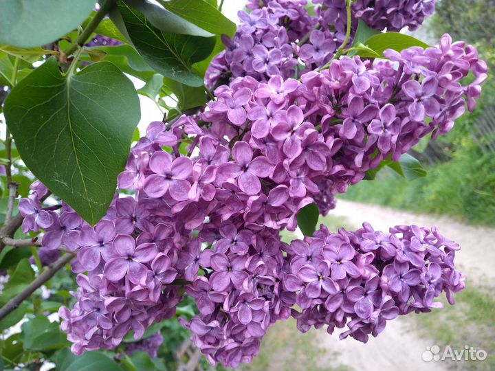 Сирень Красная Москва, саженцы сирени, продажа