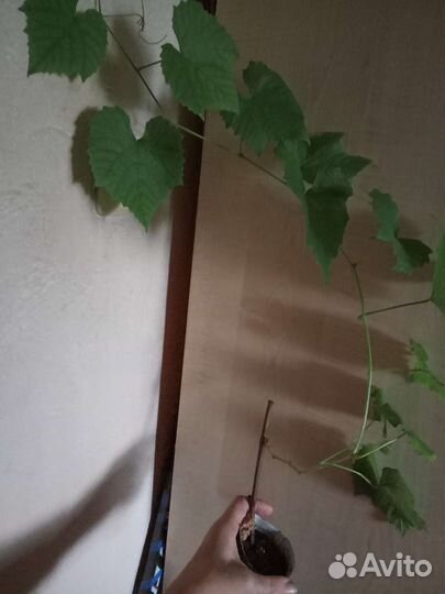 Виноград девичий,виноград съедобный,хмель и др