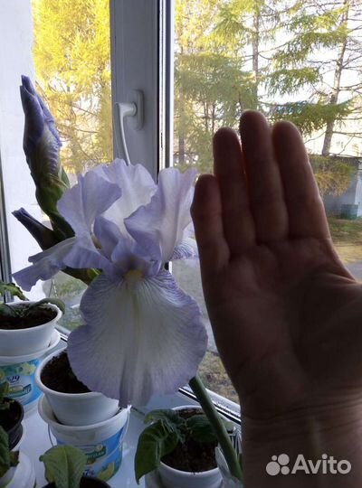 Ирисы сортовые