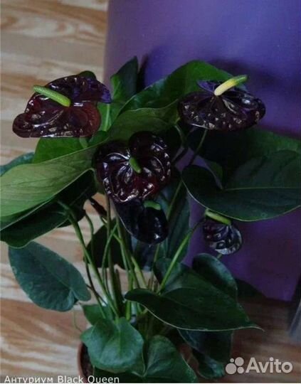 Антуриум Спатифиллум Цикламен