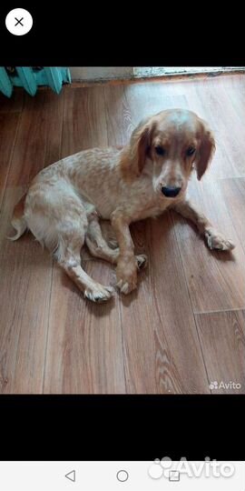 Русский охотничий спаниель