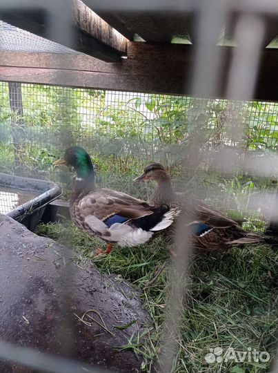 Подсадные утки