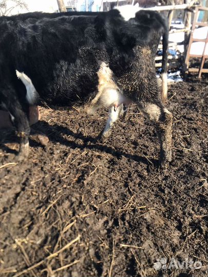 Коровы и телки стельные