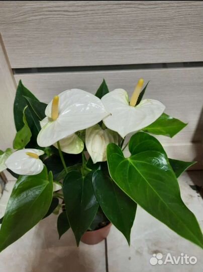 Антуриум кокос