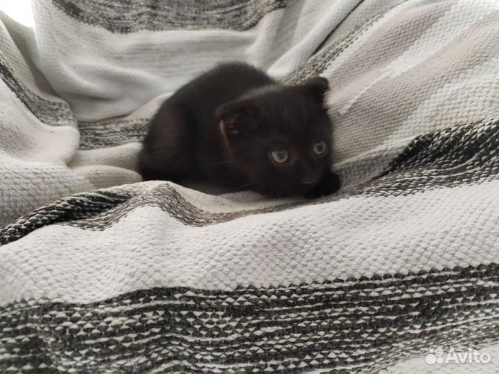 Котята в добрые руки бесплатно коты