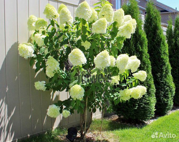 Саженцы гортензии