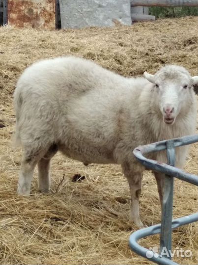 Овцы бараны ягнята