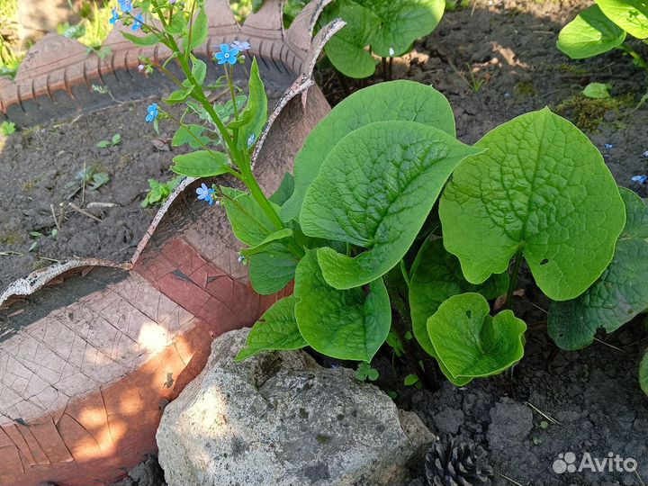 Хоста. Бруннера