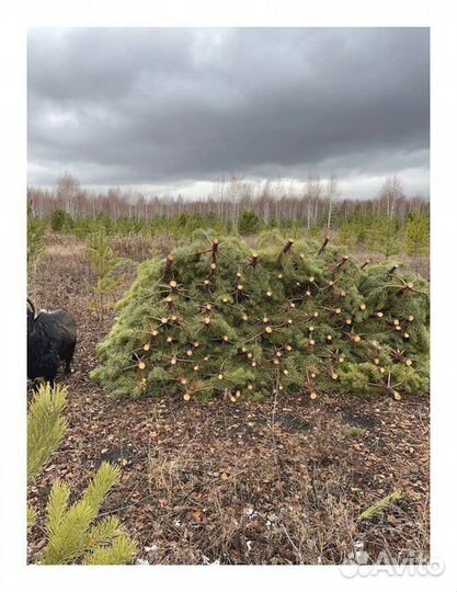 Сосна Рождественская