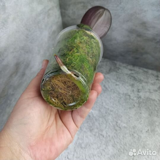 Орхидея детка Нарбона