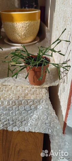 Хатиора желтая