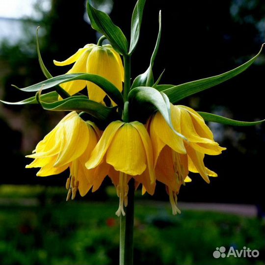 Рябчик императорский, шахматный. осень23