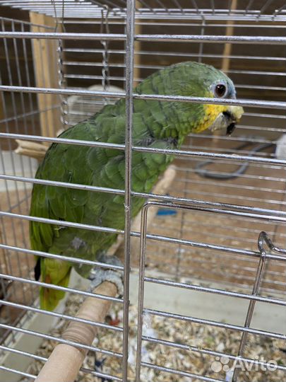 Попугай Амазон