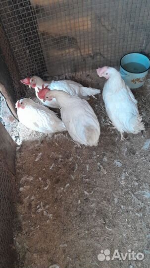 Куры несушки