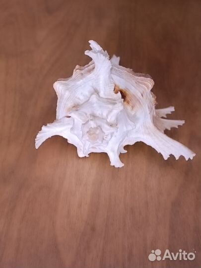 Ракушки мурекс