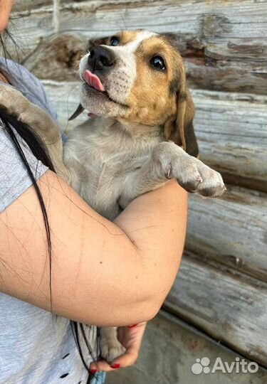 Щенки русской пегой гончей