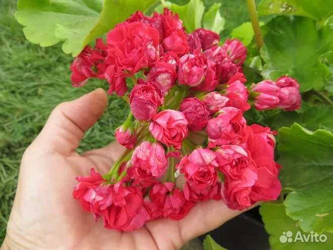 Пеларгония анна каренина фото и описание