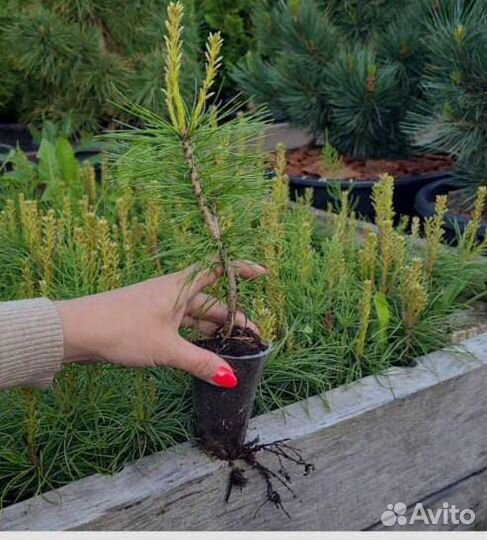 Кедр Корейский