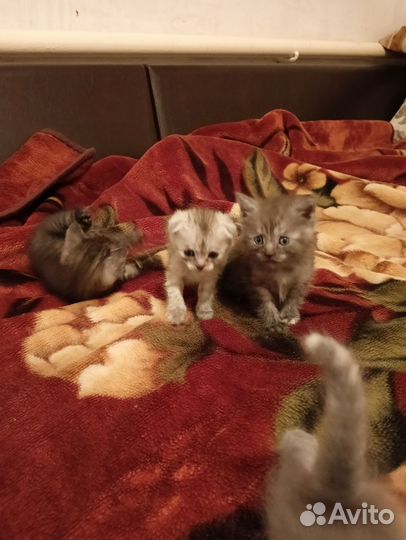 Британская кошка в дар