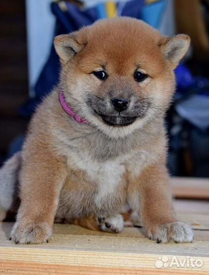 Сиба ину девочка