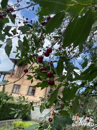 Вишня свежая