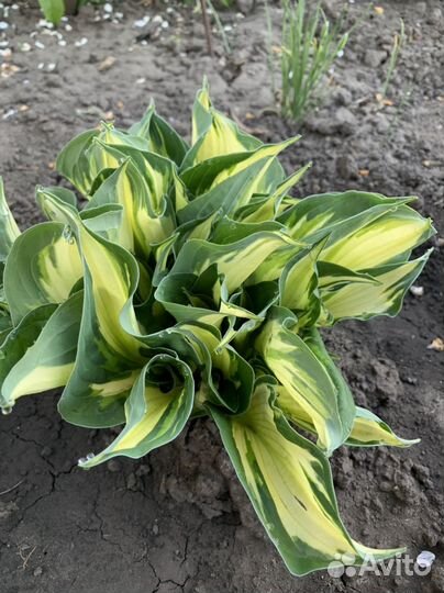 Хоста растение