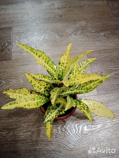 Кротон голд сан