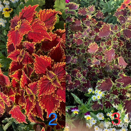 Колеусы вегетативные