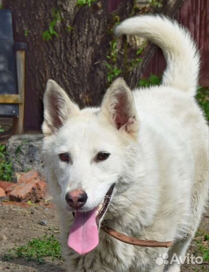 Собака в добрые руки