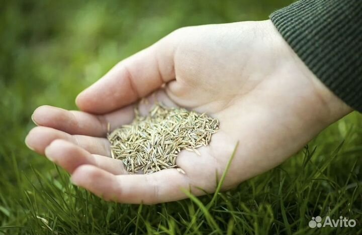 Газонная трава