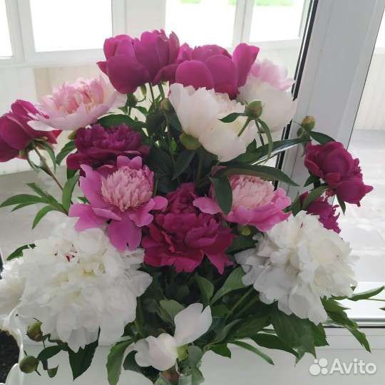 Пионы сортовые на срезку