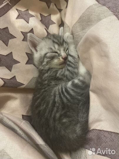 Котята в добрые руки даром