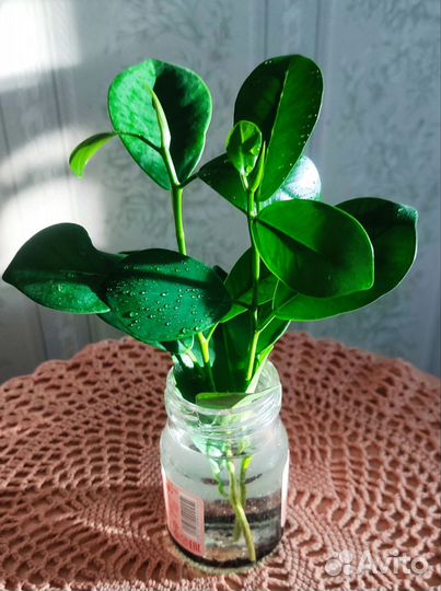 Фикус Мокламе