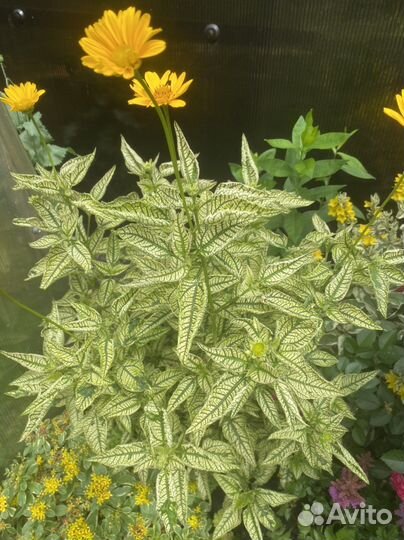 Многолетние цветы