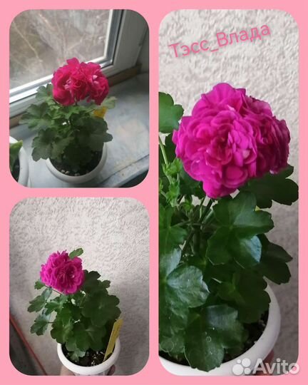 Пеларгония герань сортовая коллекционная