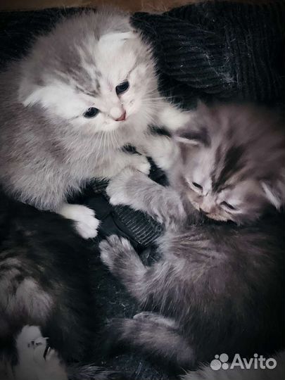 Шотландская