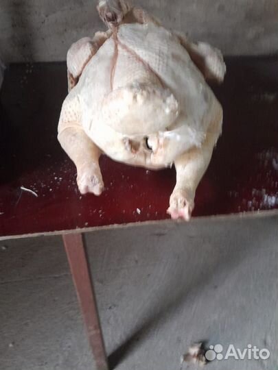 Мясо индейки