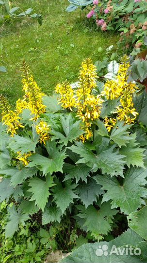 Бузульники,медуницы и др