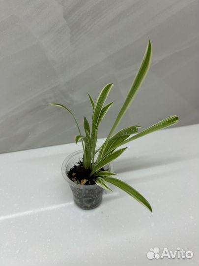 Хлорофитум