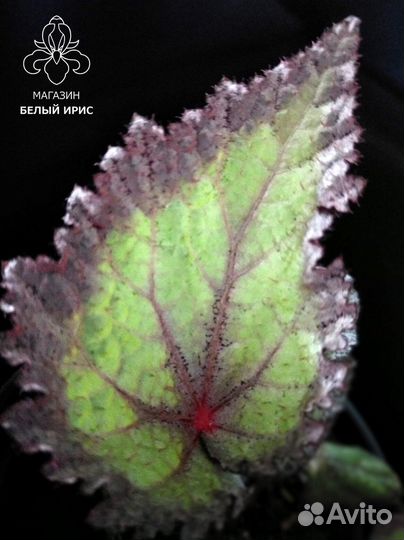 Бегонии сортовые