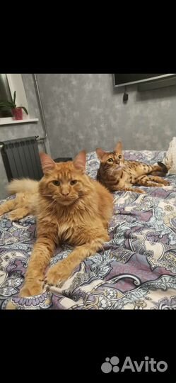 Мейн-кун и бенгал