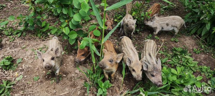 Поросята породы Мангал