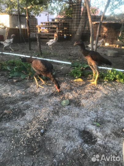 Бойцовые куры