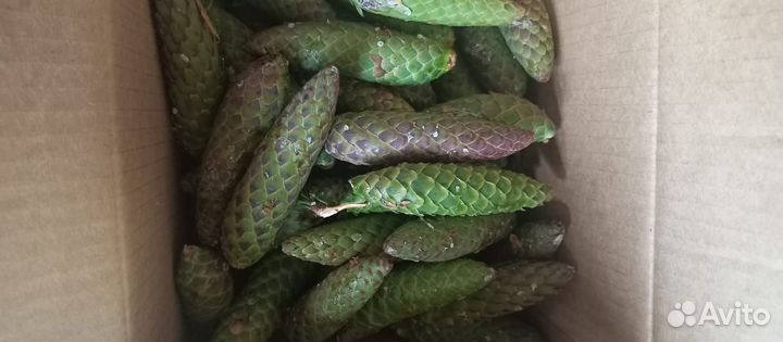 Шишки сосновые и еловый