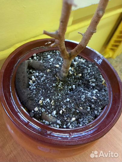 Фикус бенджамина