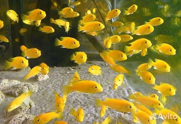Аквариумные рыбы. Мальки еллоу