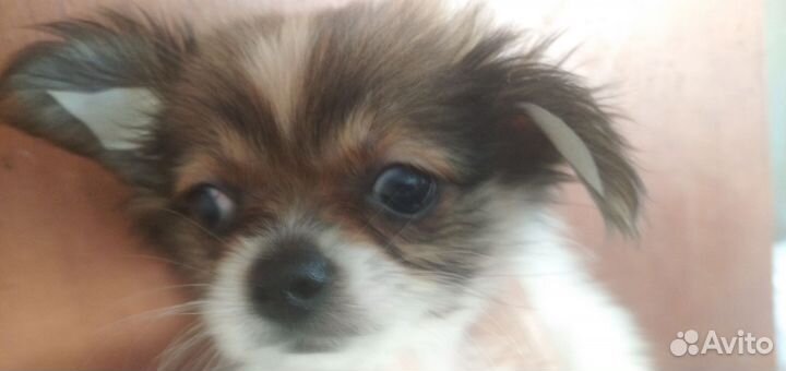 Чихуахуа мини