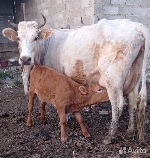 Коровы с телятами